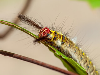 Super macro image of a caterpillar.
