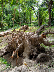 View of the large roots of an old tree protruding from the ground