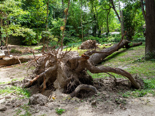 View of the large roots of an old tree protruding from the ground