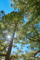 Low angle of pine trees in a forest against a bright blue background with a sun flare. Tall coniferous evergreen plants in boreal woods with sunshine in Spain. Peaceful nature scene in Canary Islands