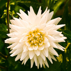 angiosperms, asteraceae, asterales, asterids, asteroideae, beautiful, belgium, bloom, blooming,...