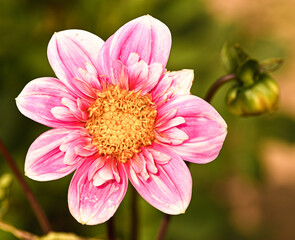 Beautiful close-up of a pink dahlia