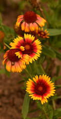 Beautiful close-up of gaillardia, Belgium