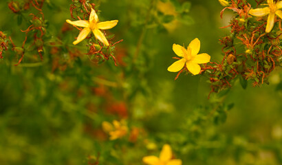 Beautiful close-up of hypericum perforatum