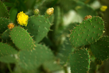 Prickly Pear Cactus yellow flowers. Opuntia humifusa close up plant blur background.