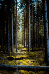 Obraz premium Dark Wild forest with sunlight