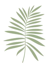 Papier Peint photo Monstera Palm leaf vector illustration. Hand drawn green flat branch icon isolated. Floral sketch design for print, background, banner, card. Ecology symbol, environment concept, eco sign, hipster logo.