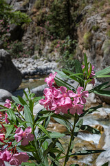 Die Samaria-Schlucht auf Kreta - Der Gran Canyon Europas