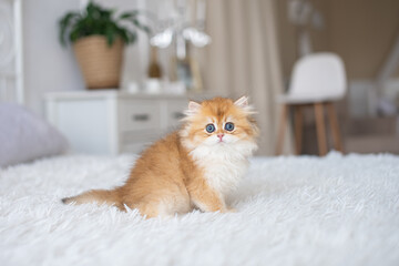 Long-haired British kittens in the interior.