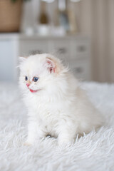 Long-haired British kittens in the interior.