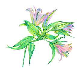 Lily branch with flowers and leaves, watercolor drawing isolated on white