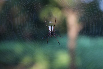 Spider Hunting its Prey in the Spider Web.