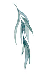 Blue-gray watercolor branch with long thin leaves isolated on white background, drawn by hand.