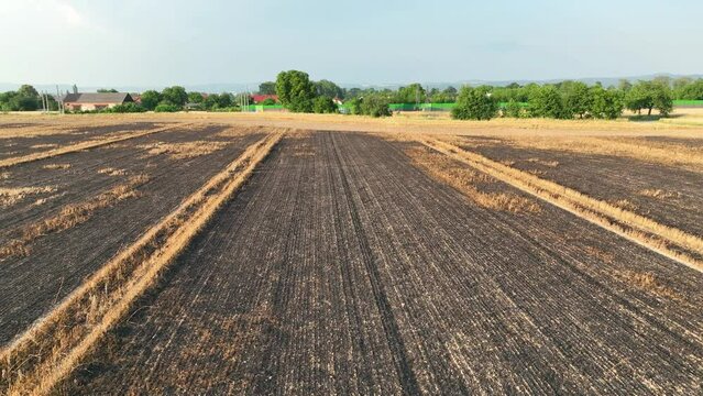 Fields fire damage burnt barley after blaze drone aerial wild drought dry flame black earth ground catastrophic pity Hordeum vulgare vegetation cereals stand green natural disaster down