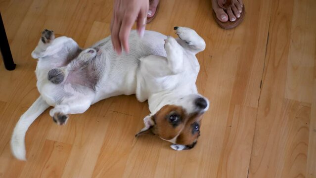 Slowmotion scene with Latin American woman petting and playing with Jack Russell dog | Mexican woman with veiny hands caresses the dog