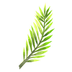 Fototapeta premium coconut leaf ,palm leaf watercolor illustration for decoration on tropical garden.