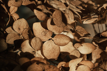 Beautiful dry flowers. Dried hydrangea petals in sunlight close up. Stylish poster, soft focus
