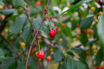 Red cherries with water drops between leaves on branch of cherry tree