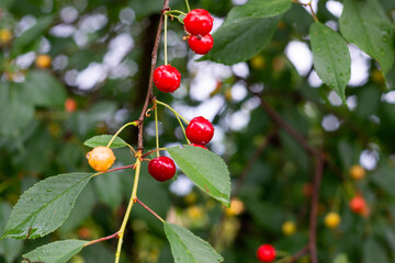 Red cherries with water drops between leaves on branch of cherry tree