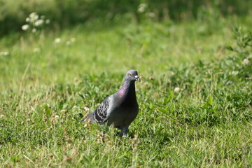 草むらで餌を探す鳩