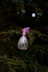 Pink bottle watering and spraying plant in a spruce branch after refreshing the plants on a hot summer day.