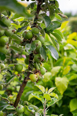 Branch with small pears growing on a tree. The fruits of the pear tree.
