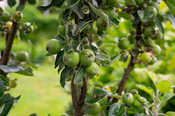 Branch with small pears growing on a tree. The fruits of the pear tree.