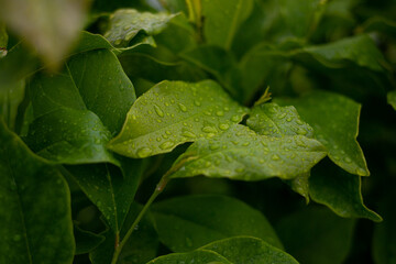 closeup selective focus shot of a hosta plant leaf covered in dew droplets