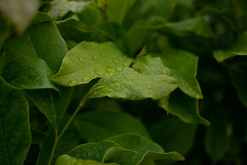 closeup selective focus shot of a hosta plant leaf covered in dew droplets