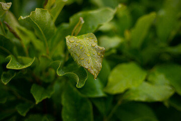 closeup selective focus shot of a hosta plant leaf covered in dew droplets