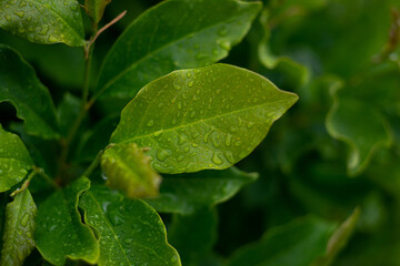 closeup selective focus shot of a hosta plant leaf covered in dew droplets