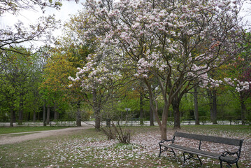 Blooming trees in a park in spring time