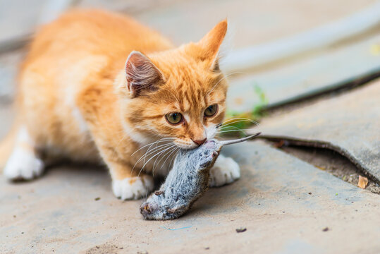 red Cat with kind green, blue eyes, Little red kitten. Portrait cute red ginger kitten. happy adorable cat, Beautiful fluffy red orange cat lie in grass outdoors in garden