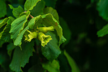 green hazelnut grows   on the tree, Moldova