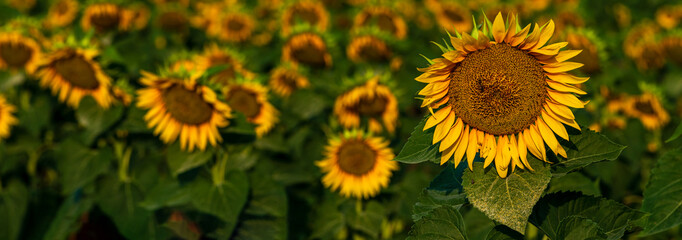 Fototapeta premium one Beautiful sunflower sunrise with a natural background. Selective focus. golden light, Sunflower blooming. Close-up of sunflower. yellow behind oange hand Moldova