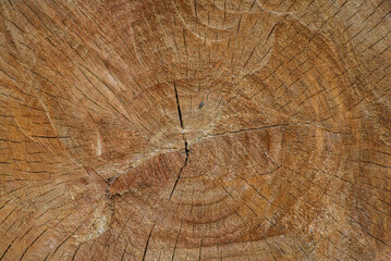 Naklejka premium wood cross section. Old wooden oak tree cut surface. Detailed warm dark brown and orange tones of a felled tree trunk or stump. Rough organic texture of tree rings with close up of end grain.