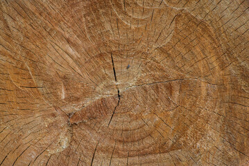 wood cross section. Old wooden oak tree cut surface. Detailed warm dark brown and orange tones of a felled tree trunk or stump. Rough organic texture of tree rings with close up of end grain.