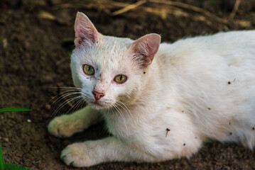 red Cat with kind green, blue eyes, Little red kitten. Portrait cute red ginger kitten. happy adorable cat, Beautiful fluffy red orange cat lie in grass outdoors in garden