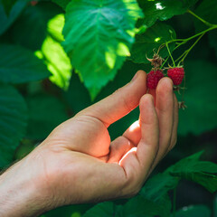 Hand picking and collecting raspberries from garden bush. Red berry on branch close up.  Summer garden in village,