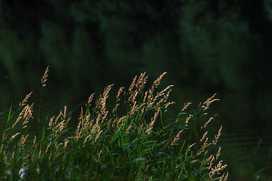 Kentucky Bluegrass (poa pratensis) in sunset light  Summer selective focus. Beautiful Glyceria maxima,  Great Manna Grass, Reed Mannagrass, and Reed Sweet-grass, growing near the water of the lake