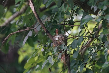 baby of japanese paradise flycatcher in the nest