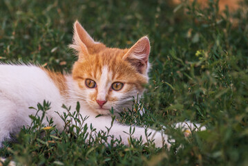 Naklejka na ściany i meble red Cat with kind green, blue eyes, Little red kitten. Portrait cute red ginger kitten. happy adorable cat, Beautiful fluffy red orange cat lie in grass outdoors in garden