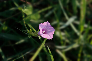 Obraz premium morning glory flower in the garden