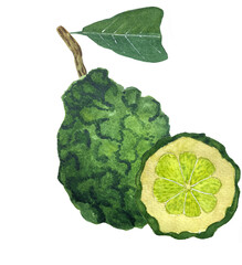 Watercolor illustration of bergamot fruit. Whole bergamot and cut - obrazy, fototapety, plakaty