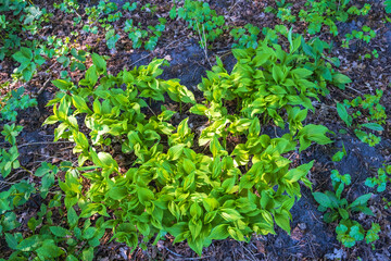 Lady's-slipper orchid leaves on the forest floor