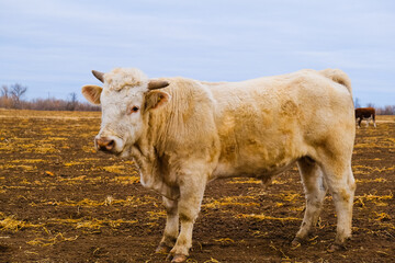 Powerful bulls on the farm in autumn.