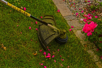 Fototapeta Przycinanie ( podkaszanie) skraju trawnika za pomocą kosy spalinowej . Podkaszarka w trakcje pracy . obraz