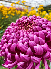 Colorful chrysanthemum flowers close-up
