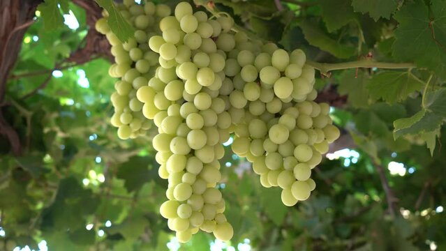 Organic Green Grapes for eating