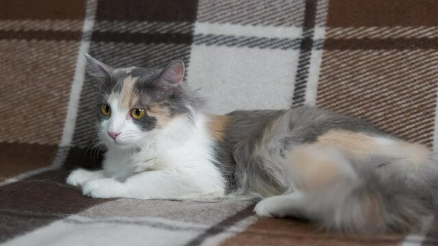 Exotic cat at home. A view of a nice exotic cat laying dowm on the sofa.